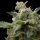 Pyramid Seeds Super Hash AUTO - 3 feminisierte Samen