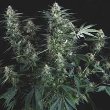Pyramid Seeds Super OG Kush AUTO - 3 feminisierte Samen