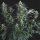 Pyramid Seeds Super OG Kush AUTO - 3 feminisierte Samen