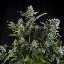 Pyramid Seeds White Widow AUTO - 3 feminisierte Samen
