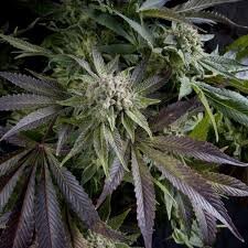 Pyramid Seeds Blue Pyramid - 3 feminisierte Samen