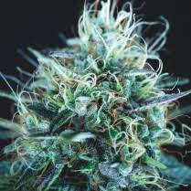 Pyramid Seeds Fresh Candy - 3 feminisierte Samen