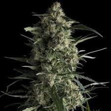 Pyramid Seeds Galaxy CBD - 3 feminisierte Samen