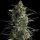 Pyramid Seeds Galaxy CBD - 3 feminisierte Samen