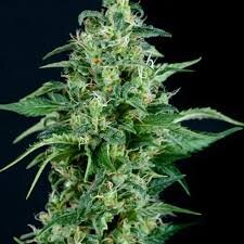 Pyramid Seeds Kryptonite - 3 feminisierte Samen