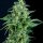 Pyramid Seeds Kryptonite Fast - 5 feminisierte Samen
