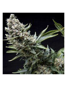 Pyramid Seeds New York City CBD AUTO - 3 feminisierte Samen