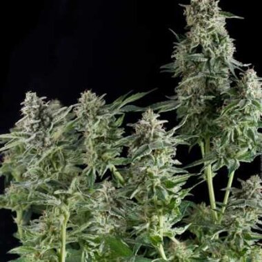 Pyramid Seeds Northern Lights - 3 feminisierte Samen