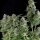 Pyramid Seeds Northern Lights - 3 feminisierte Samen