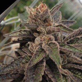 Rare Dankness 501st OG - 6 feminisierte Samen