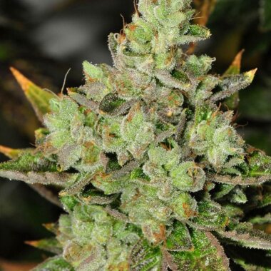 Rare Dankness Venom OG - 6 feminisierte Samen
