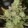 Rare Dankness Venom OG - 6 feminisierte Samen