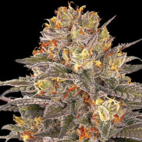 G13 Labs Six Senses - 5 feminisierte Samen