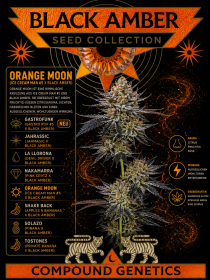 Compound Genetics Orange Moon (Black Amber) - 3...