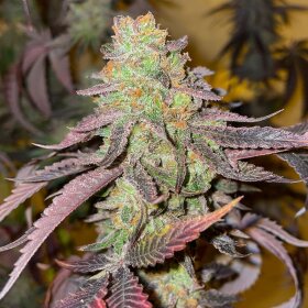 Dutch Passion Kingston Punch AUTO - 3 feminisierte Samen