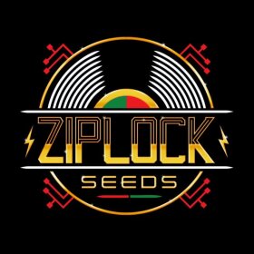 Ziplock Seeds Night Vision - 3 feminisierte Samen