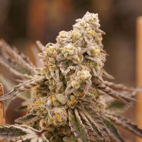 Ziplock Seeds Queen Bee - 3 feminisierte Samen