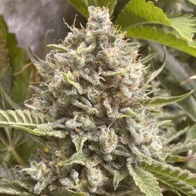 Boudica Seeds Grapefruit Funk - 5 feminisierte Samen