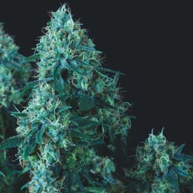 Pyramid Seeds Black Cherry Punch - 7 reguläre Samen