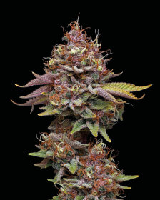 SeedStockers Amaretto Tarmac - 3 feminisierte Samen