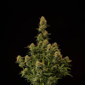 SeedStockers Amaretto Tarmac AUTO - 3 feminisierte Samen