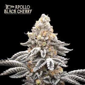 SeedStockers Apollo Black Cherry AUTO - 3 feminisierte Samen