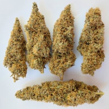 ACE Seeds Magic Carrot - 3 feminisierte Samen