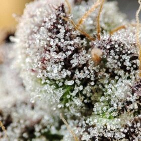 Spice of Life Seeds Adventure Mix: Sweet Pink Grapefruit...