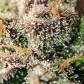Spice of Life Seeds Adventure Mix: Sweet Shiskaberry...