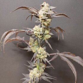 Seeds of Anarchy Spritezade - 4 feminisierte Samen