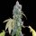 Grounded Genetics Blucci OG - 7 feminisierte Samen