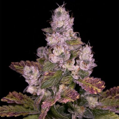 Archive Seedbank Planet Diesel - 12 reguläre Samen