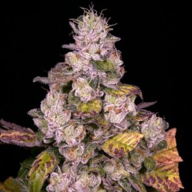 Archive Seedbank Planet Diesel - 12 reguläre Samen