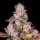 Archive Seedbank Planet Diesel - 12 reguläre Samen