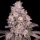 Archive Seedbank Triple Threat - 12 reguläre Samen