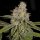 Archive Seedbank Yoshi - 12 reguläre Samen