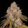Archive Seedbank Killz - 12 reguläre Samen