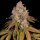 Archive Seedbank Killz - 12 reguläre Samen