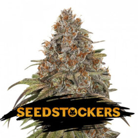 SeedStockers Blackberry Gum - 3 feminisierte Samen