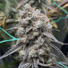 Night Owl Seeds Banana Milk & Qookies AUTO - 3...