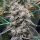Night Owl Seeds Banana Milk & Qookies AUTO - 3 feminisierte Samen