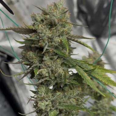 Night Owl Seeds Banana Isle AUTO - 3 feminisierte Samen