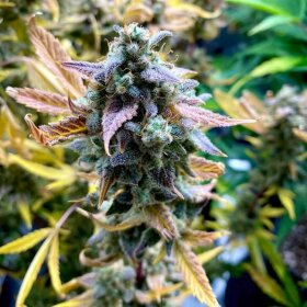 Night Owl Seeds Bruce Bananas AUTO - 3 feminisierte Samen