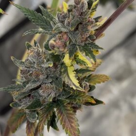 Night Owl Seeds Purple Banana Popesicle AUTO - 3...