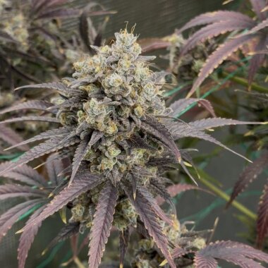 Night Owl Seeds Queen’s Bananner AUTO - 3 feminisierte Samen