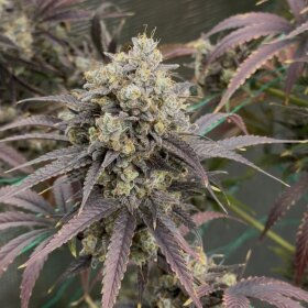 Night Owl Seeds Queen’s Bananner AUTO - 3...