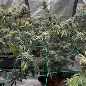 Night Owl Seeds Banana OG F4 AUTO - 3 feminisierte Samen