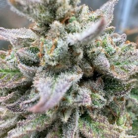Night Owl Seeds Magician’s Alliance AUTO - 3...