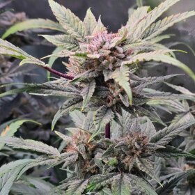 Night Owl Seeds 91 Bananas AUTO - 3 feminisierte Samen