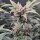 Night Owl Seeds 91 Bananas AUTO - 3 feminisierte Samen